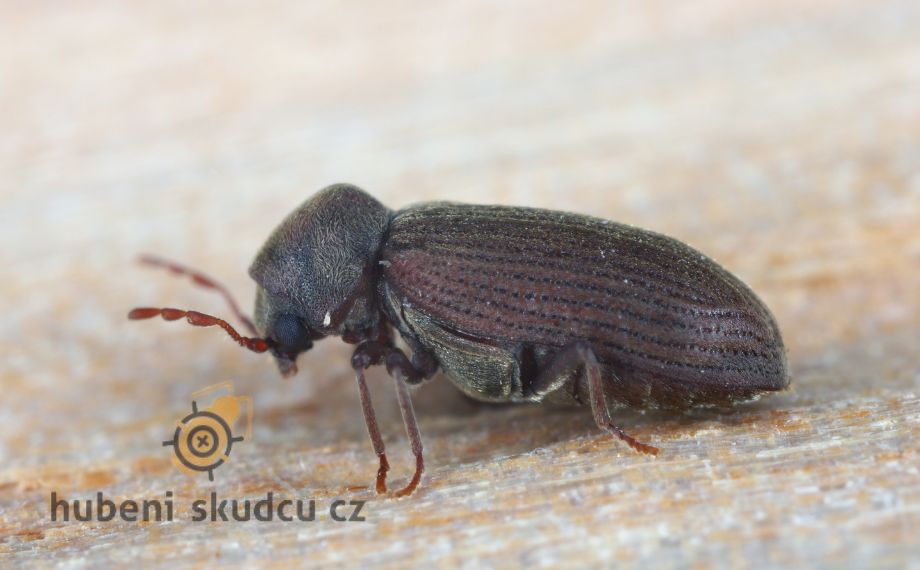 červotoč proužkovaný Anobium punctatum